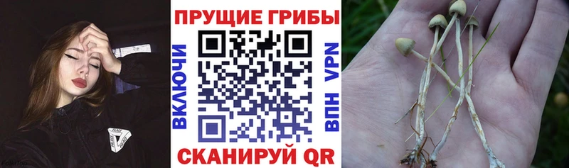Галлюциногенные грибы GOLDEN TEACHER  KRAKEN ССЫЛКА  Кораблино 